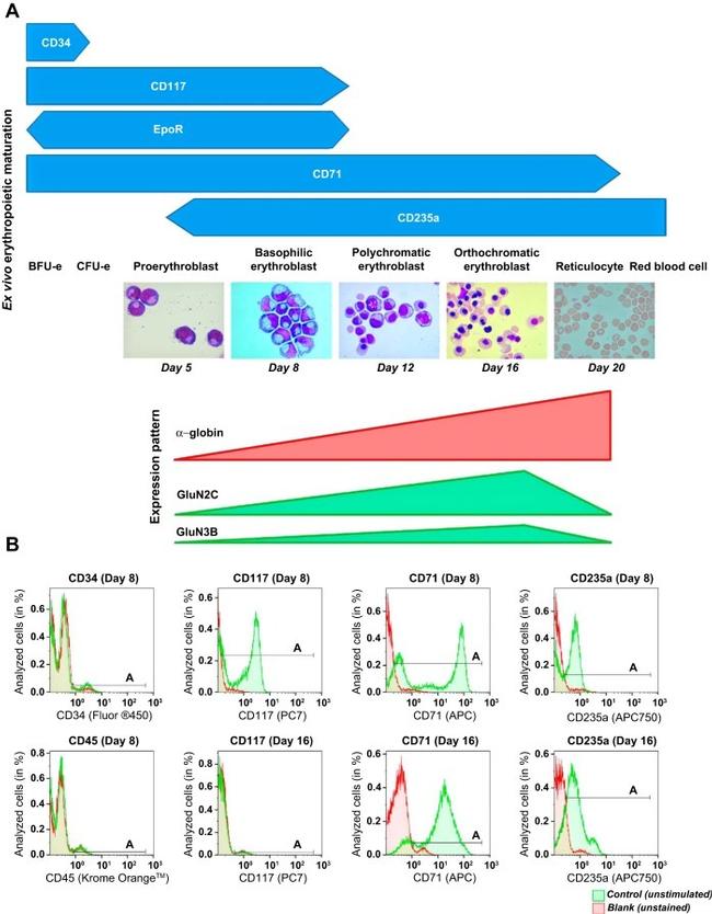 CD34 Antibody in Flow Cytometry (Flow)