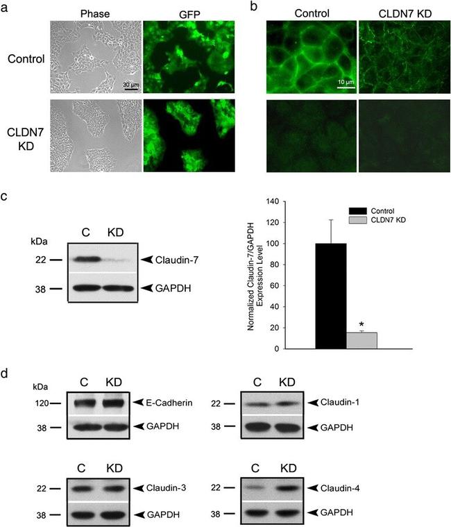 Claudin 4 Antibody in Western Blot (WB)