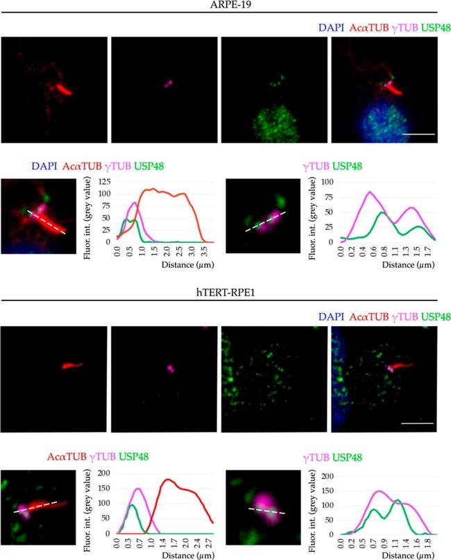 Mouse IgG (H+L) Cross-Adsorbed Secondary Antibody in Immunocytochemistry (ICC/IF)