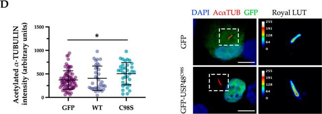 Mouse IgG (H+L) Cross-Adsorbed Secondary Antibody in Immunocytochemistry (ICC/IF)