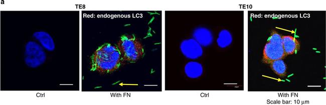 Mouse IgG (H+L) Cross-Adsorbed Secondary Antibody in Immunocytochemistry (ICC/IF)