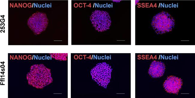 Mouse IgG (H+L) Cross-Adsorbed Secondary Antibody in Immunocytochemistry (ICC/IF)