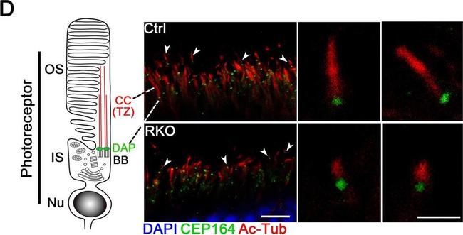 Rabbit IgG (H+L) Cross-Adsorbed Secondary Antibody in Immunocytochemistry (ICC/IF)