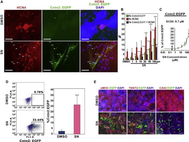 Cardiac Troponin T Antibody in Immunocytochemistry, Flow Cytometry (ICC/IF, Flow)