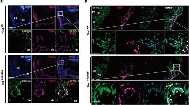 Rat IgG (H+L) Cross-Adsorbed Secondary Antibody in Immunohistochemistry (Frozen) (IHC (F))