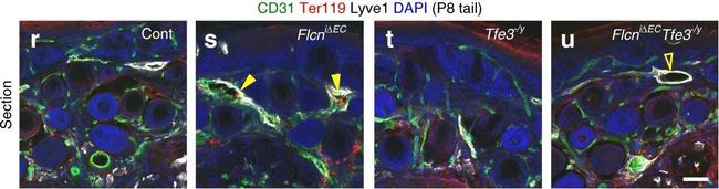 Rat IgG (H+L) Cross-Adsorbed Secondary Antibody in Immunohistochemistry (IHC)