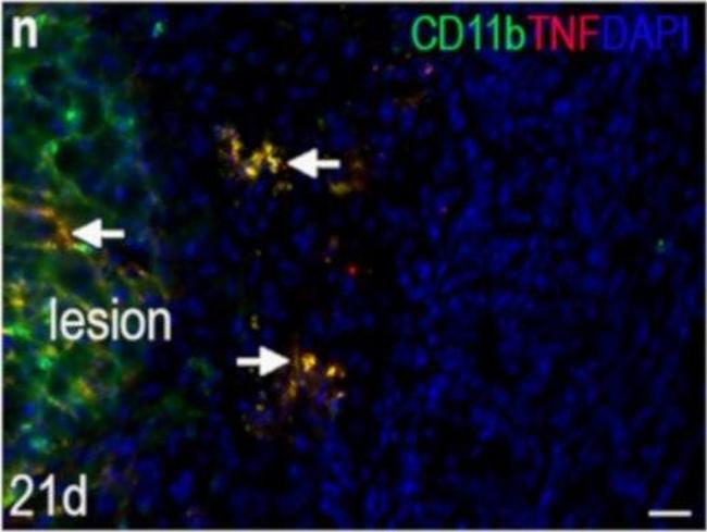 Rat IgG (H+L) Cross-Adsorbed Secondary Antibody in Immunohistochemistry (IHC)