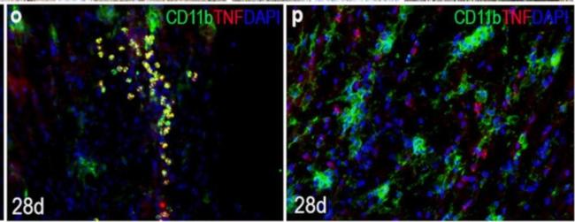 Rat IgG (H+L) Cross-Adsorbed Secondary Antibody in Immunohistochemistry (IHC)