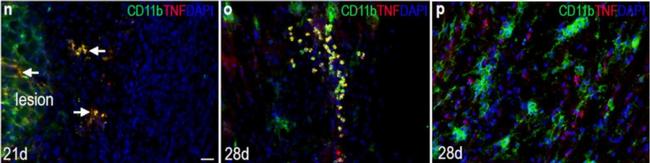 Rat IgG (H+L) Cross-Adsorbed Secondary Antibody in Immunohistochemistry (IHC)