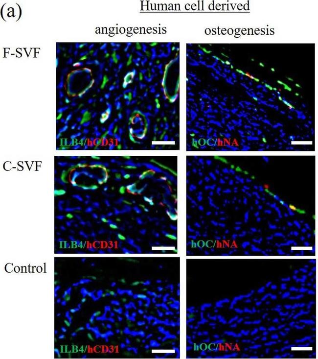 Mouse IgG (H+L) Cross-Adsorbed Secondary Antibody in Immunocytochemistry (ICC/IF)