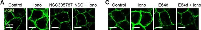 Rabbit IgG (H+L) Cross-Adsorbed Secondary Antibody in Immunocytochemistry (ICC/IF)