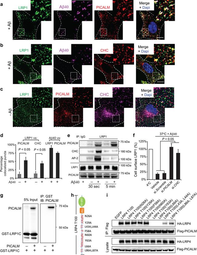 Clathrin Heavy Chain Antibody