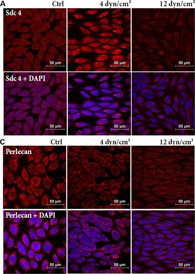 Rabbit IgG (H+L) Cross-Adsorbed Secondary Antibody in Immunocytochemistry (ICC/IF)