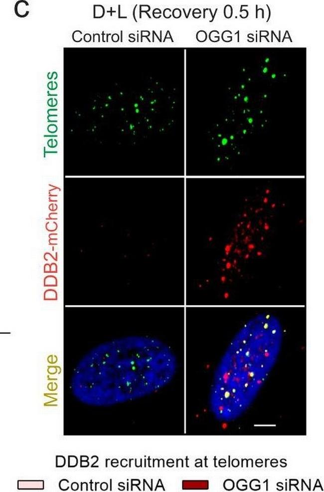 Mouse IgG (H+L) Highly Cross-Adsorbed Secondary Antibody in Immunocytochemistry (ICC/IF)