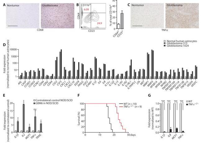 CD11b Antibody in Immunohistochemistry, Flow Cytometry (IHC, Flow)