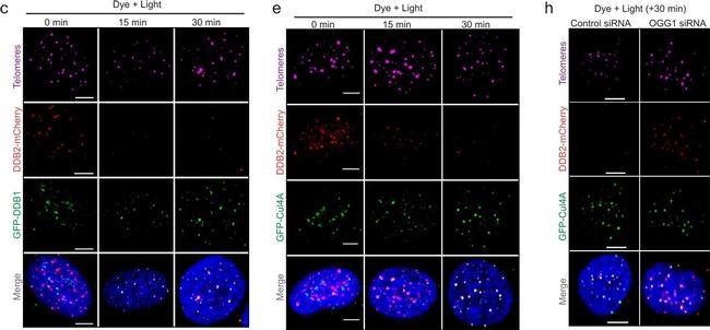 Mouse IgG (H+L) Highly Cross-Adsorbed Secondary Antibody in Immunocytochemistry (ICC/IF)