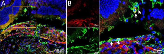 Rabbit IgG (H+L) Cross-Adsorbed Secondary Antibody in Immunohistochemistry (Frozen) (IHC (F))