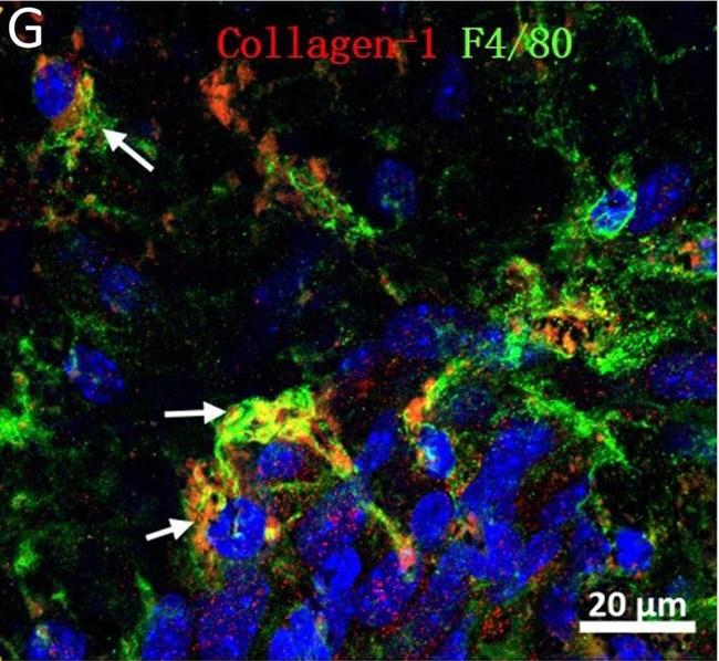 Rabbit IgG (H+L) Cross-Adsorbed Secondary Antibody in Immunohistochemistry (Frozen) (IHC (F))