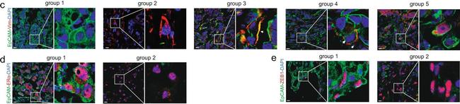 Mouse IgG (H+L) Cross-Adsorbed Secondary Antibody in Immunohistochemistry (Frozen) (IHC (F))