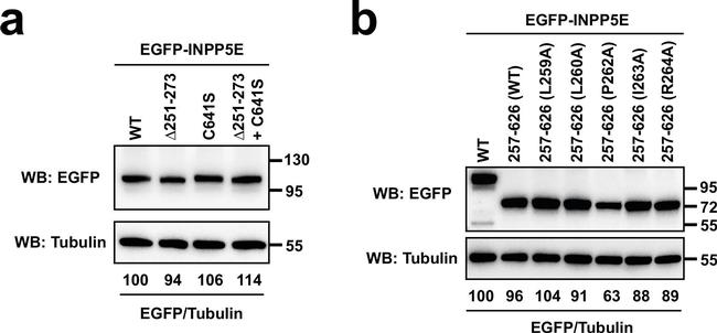 Rabbit IgG (H+L) Cross-Adsorbed Secondary Antibody in Western Blot (WB)