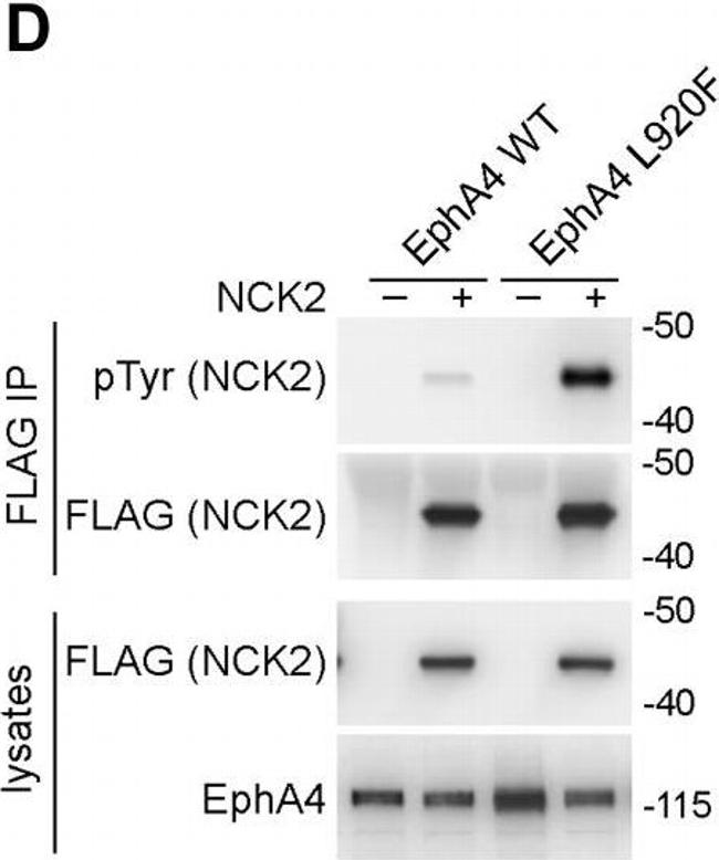 Mouse IgG (H+L) Highly Cross-Adsorbed Secondary Antibody in Western Blot (WB)