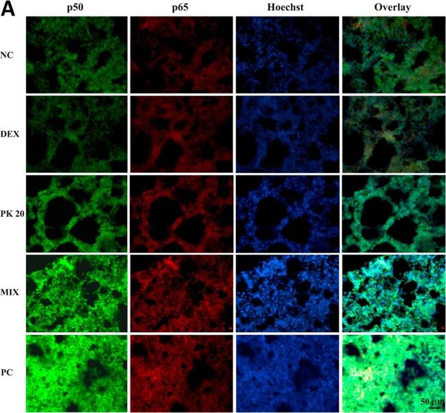 Rabbit IgG (H+L) Cross-Adsorbed Secondary Antibody in Immunohistochemistry (PFA fixed) (IHC (PFA))