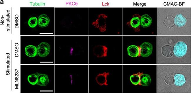 Rabbit IgG (H+L) Highly Cross-Adsorbed Secondary Antibody in Immunocytochemistry (ICC/IF)