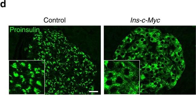 Mouse IgG (H+L) Highly Cross-Adsorbed Secondary Antibody in Immunohistochemistry (Paraffin) (IHC (P))