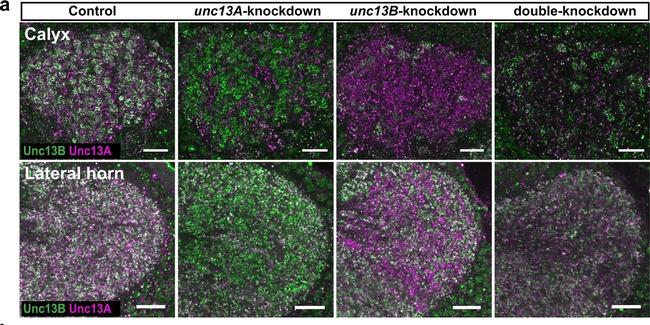 Guinea Pig IgG (H+L) Highly Cross-Adsorbed Secondary Antibody in Immunohistochemistry (PFA fixed) (IHC (PFA))