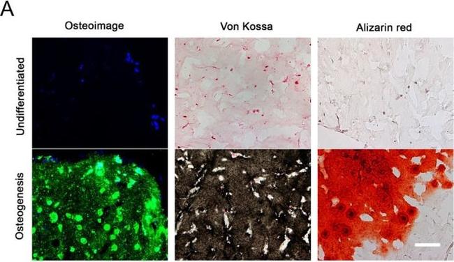 Mouse IgG (H+L) Highly Cross-Adsorbed Secondary Antibody in Immunohistochemistry (IHC)