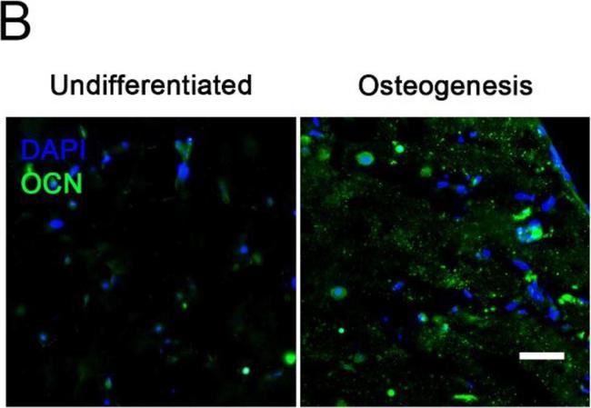 Mouse IgG (H+L) Highly Cross-Adsorbed Secondary Antibody in Immunohistochemistry (IHC)