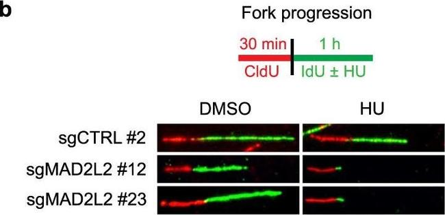 Rat IgG (H+L) Cross-Adsorbed Secondary Antibody in Not Applicable (N/A)