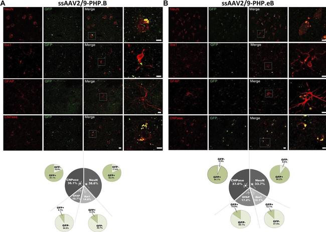 Mouse IgG (H+L) Highly Cross-Adsorbed Secondary Antibody in Immunohistochemistry (IHC)