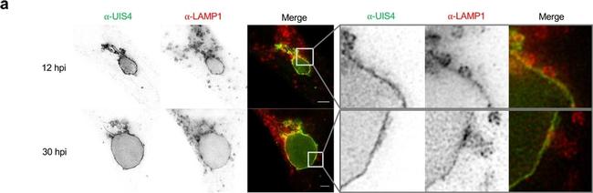 Mouse IgG (H+L) Cross-Adsorbed Secondary Antibody in Immunomicroscopy (IM)