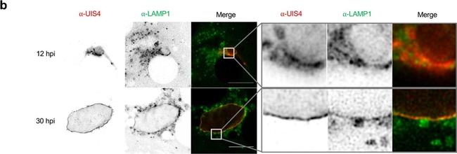 Mouse IgG (H+L) Cross-Adsorbed Secondary Antibody in Immunomicroscopy (IM)