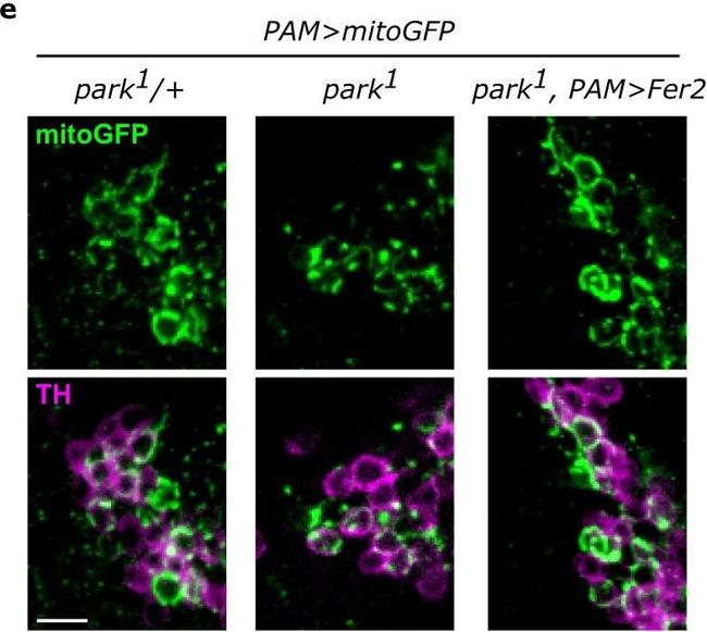 Mouse IgG (H+L) Highly Cross-Adsorbed Secondary Antibody in Immunohistochemistry (PFA fixed) (IHC (PFA))