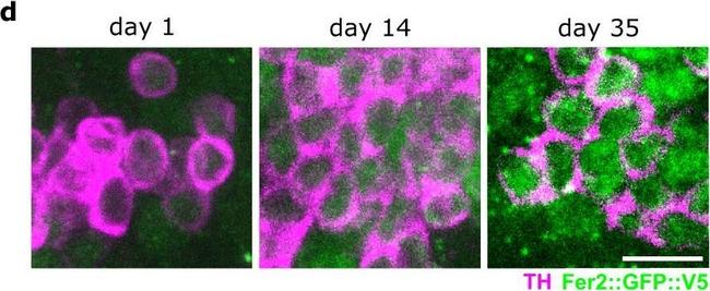 Mouse IgG (H+L) Highly Cross-Adsorbed Secondary Antibody in Immunohistochemistry (PFA fixed) (IHC (PFA))