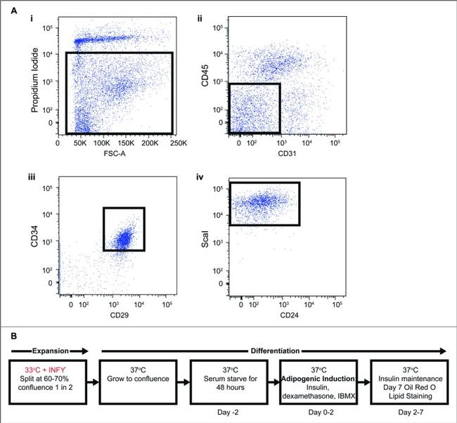 CD31 (PECAM-1) Antibody in Flow Cytometry (Flow)