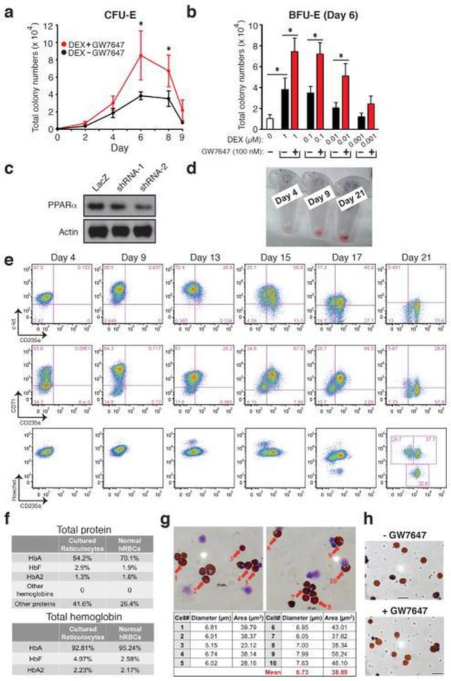 CD235a (Glycophorin A) Antibody in Flow Cytometry (Flow)