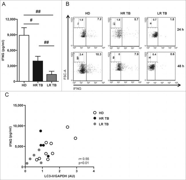 IFN gamma Antibody in Western Blot, ELISA (WB, ELISA)