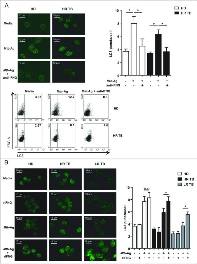 IFN gamma Antibody in Immunocytochemistry (ICC/IF)