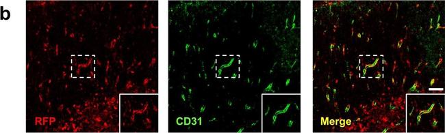 Rat IgG (H+L) Highly Cross-Adsorbed Secondary Antibody in Immunohistochemistry (Frozen) (IHC (F))