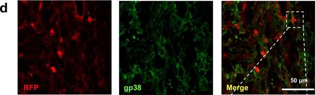 Rat IgG (H+L) Highly Cross-Adsorbed Secondary Antibody in Immunohistochemistry (Frozen) (IHC (F))