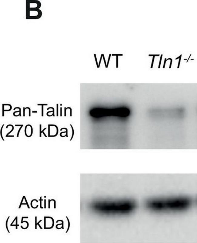 Rabbit IgG (H+L) Cross-Adsorbed Secondary Antibody in Western Blot (WB)