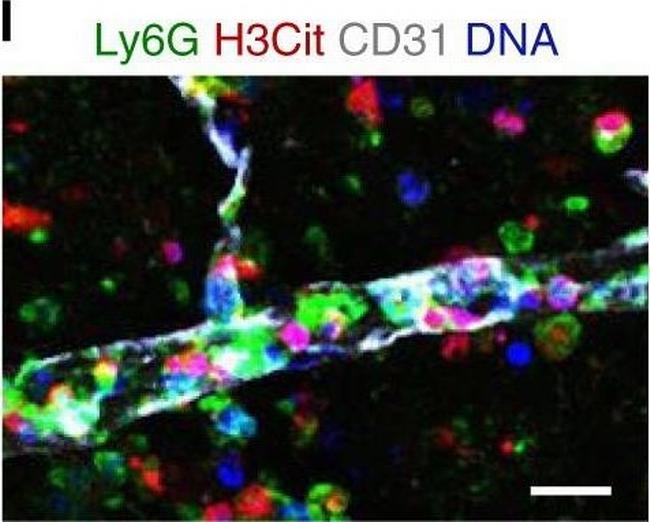 Rat IgG (H+L) Highly Cross-Adsorbed Secondary Antibody in Immunohistochemistry (Frozen) (IHC (F))