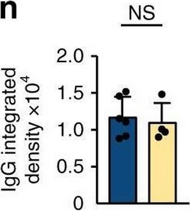 Mouse IgG (H+L) Highly Cross-Adsorbed Secondary Antibody in Immunohistochemistry (Frozen) (IHC (F))