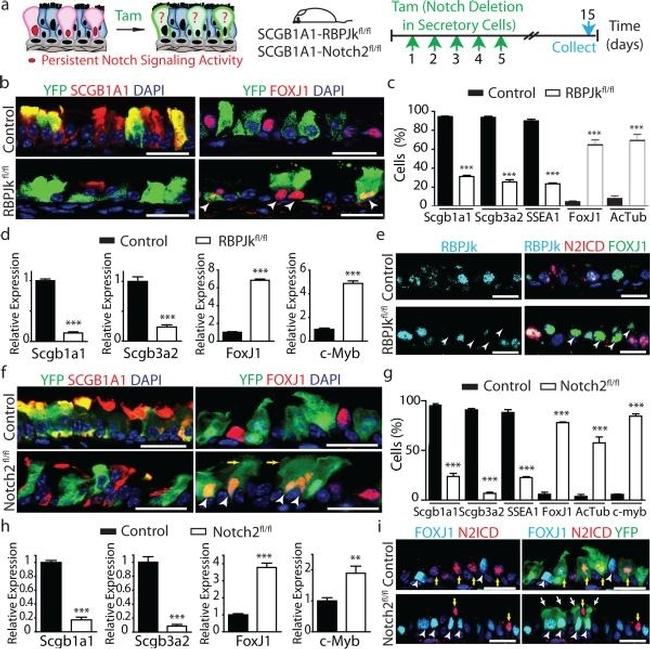 SSEA1 Antibody in Flow Cytometry (Flow)