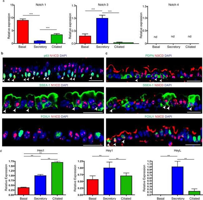 SSEA1 Antibody in Immunohistochemistry (IHC)