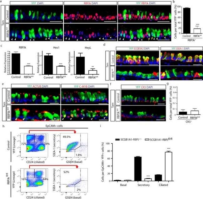 SSEA1 Antibody in Flow Cytometry (Flow)