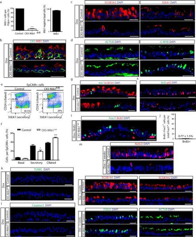 SSEA1 Antibody in Flow Cytometry (Flow)